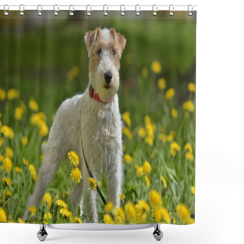 Personality  White With Red Airedale Terrier Among Yellow Shower Curtains