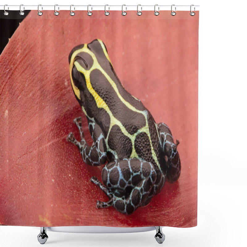 Personality  Poison Dart Frog Shower Curtains