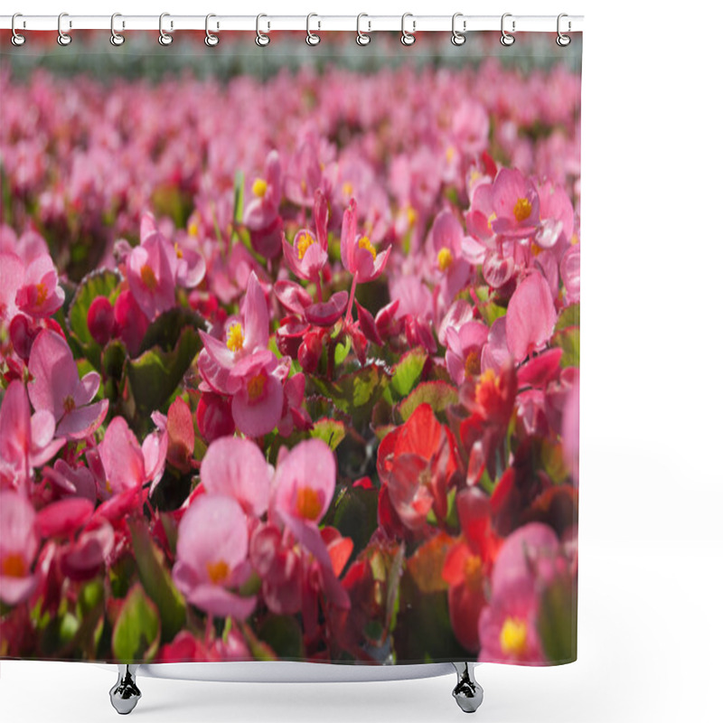 Personality  Tuberous Begonias (Begonia X Tuberhybrida) Shower Curtains