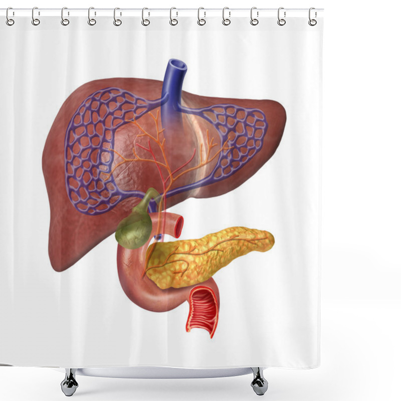 Personality  Human Liver System Cutaway Shower Curtains