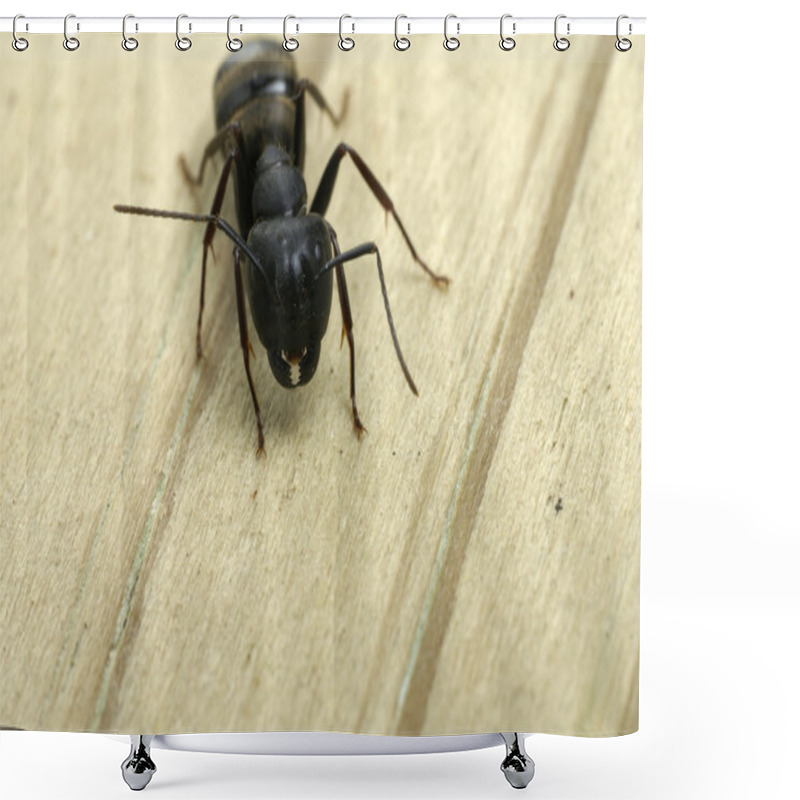 Personality  Carpenter Ant Close-up Of Jaws Shower Curtains