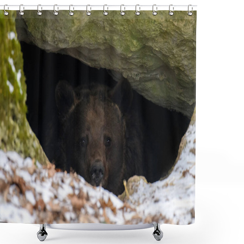 Personality  The Brown Bear (Ursus Arctos) Looks Out Of Its Den In The Woods Under A Large Rock In Winter  Shower Curtains