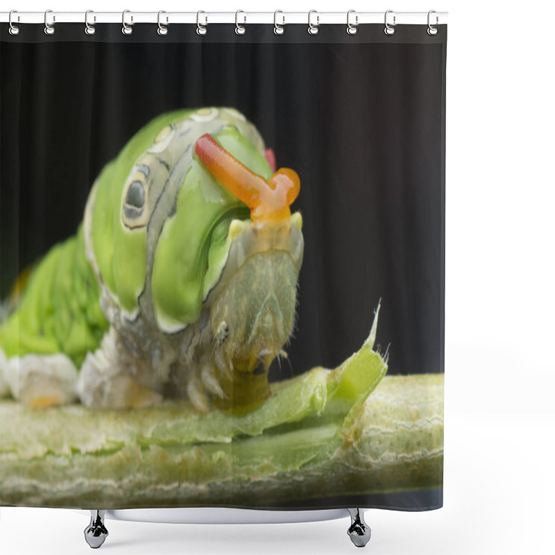 Personality  Lemon Tree Papilio Polytes Caterpillar Shower Curtains