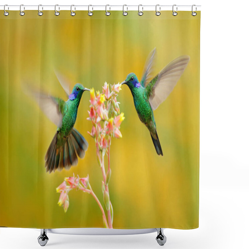 Personality  Two Birds With Orange Flower. Hummingbirds Green Violet-ear, Colibri Thalassinus, Flying Next To Beautiful Yellow Flower, Savegre, Costa Rica. Action Wildlife Scene From Nature. Animal Behaviour. Shower Curtains