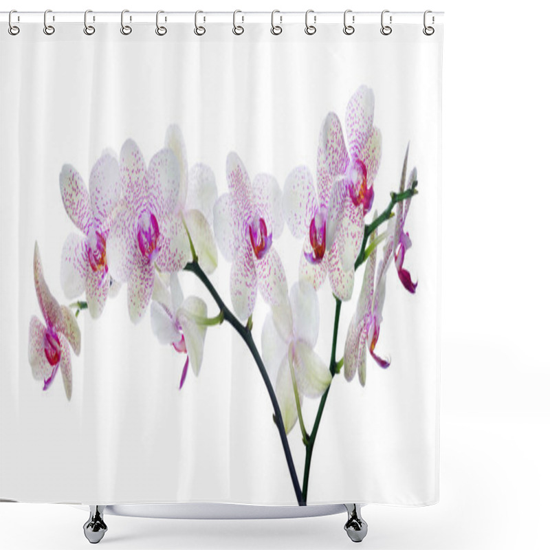 Personality  Orchid Flowers In Pink Spots Shower Curtains