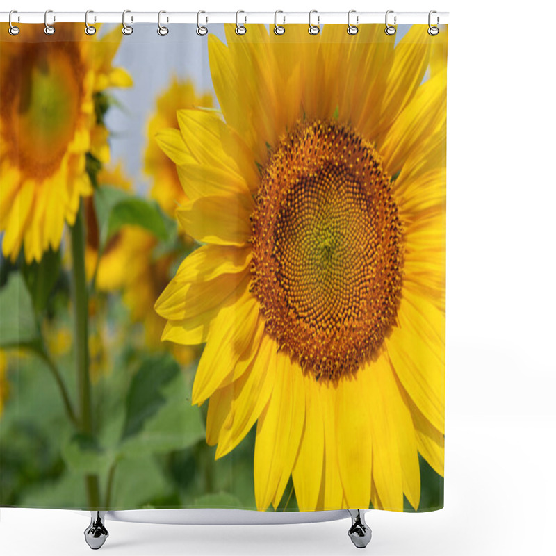 Personality  Sunflower Plants In Close-up. Cultivation Of Agricultural Crops For Oil Production Shower Curtains