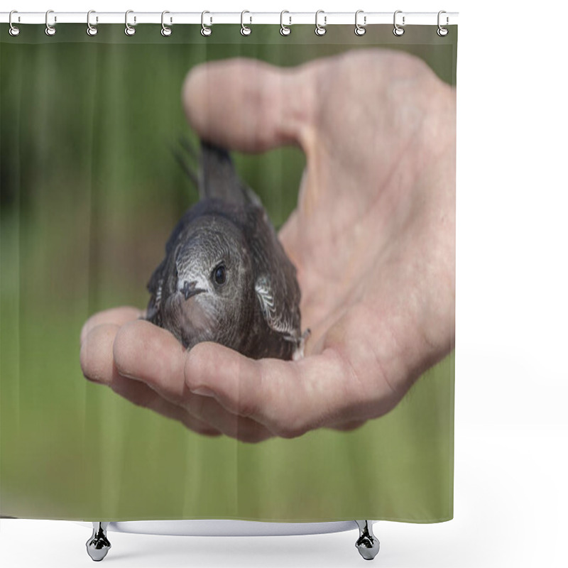 Personality  The Man Hand Holds The Swifts Found In Order To Let Go, Close Up. Newborn Swift In Human Arms . Care Of A Small Bird That Fell Out Of The Nest. Wildlife Conservation Shower Curtains