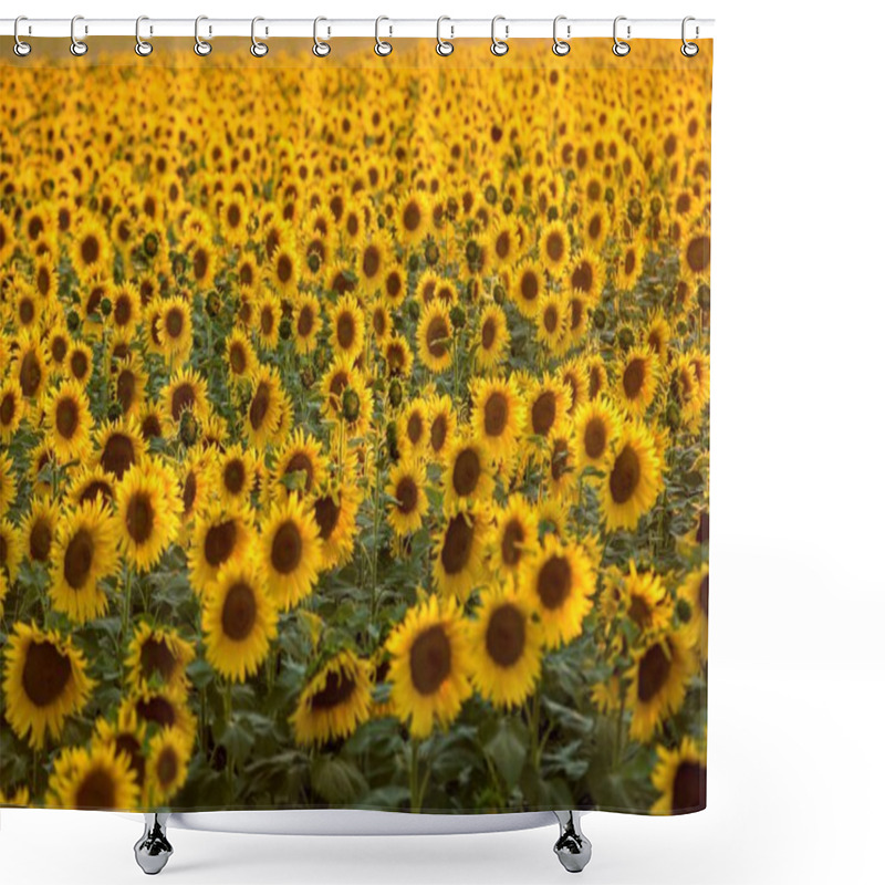 Personality  Sunflowers Field Near Arles  In Provence, France Shower Curtains