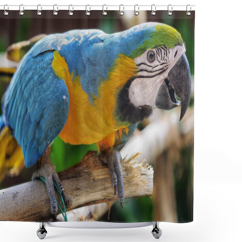 Personality  Brazilan Parrot On The Branch Shower Curtains