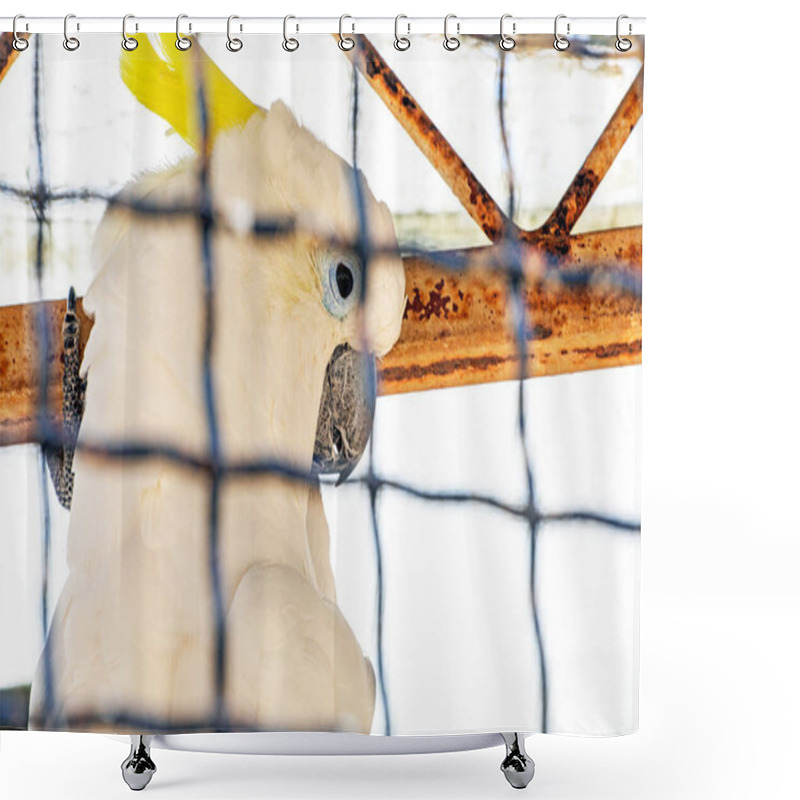 Personality  White Cockatoo Parrot In A Cage. Protection And Treatment Of Birds Shower Curtains