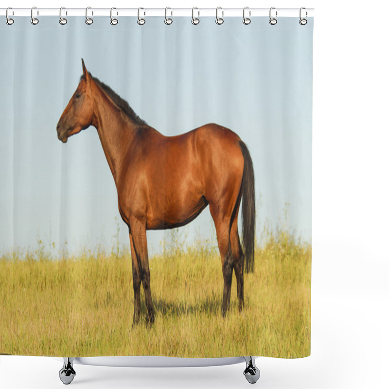 Personality  Red Horse With A Black Mane And Tail Running In A Field On The Green Grass Shower Curtains