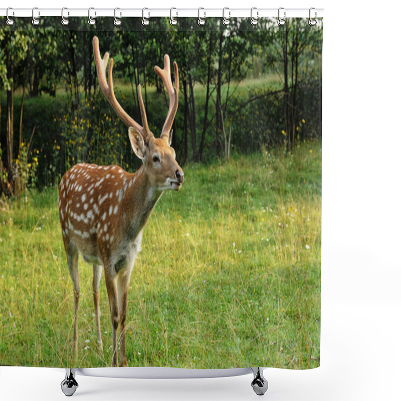 Personality  Spotted Deer. Shower Curtains