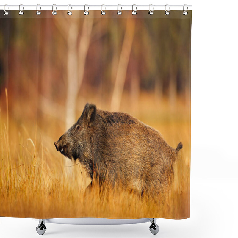 Personality  Big Pig Running Shower Curtains