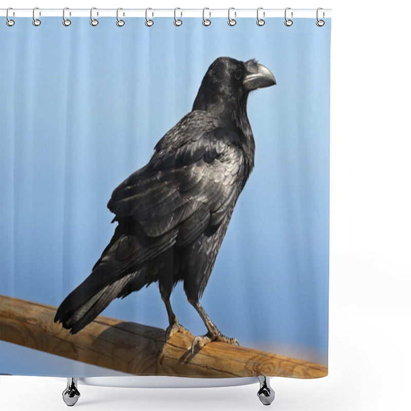 Personality  Jackdaw shower curtains