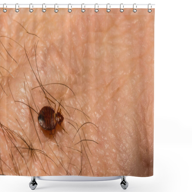 Personality  A Close Up Of A Common Bed Bug (Cimex Lectularius) Shower Curtains