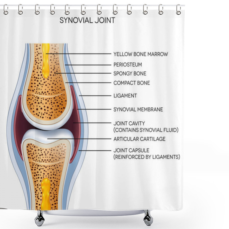 Personality  Labeled Joint Anatomy Shower Curtains