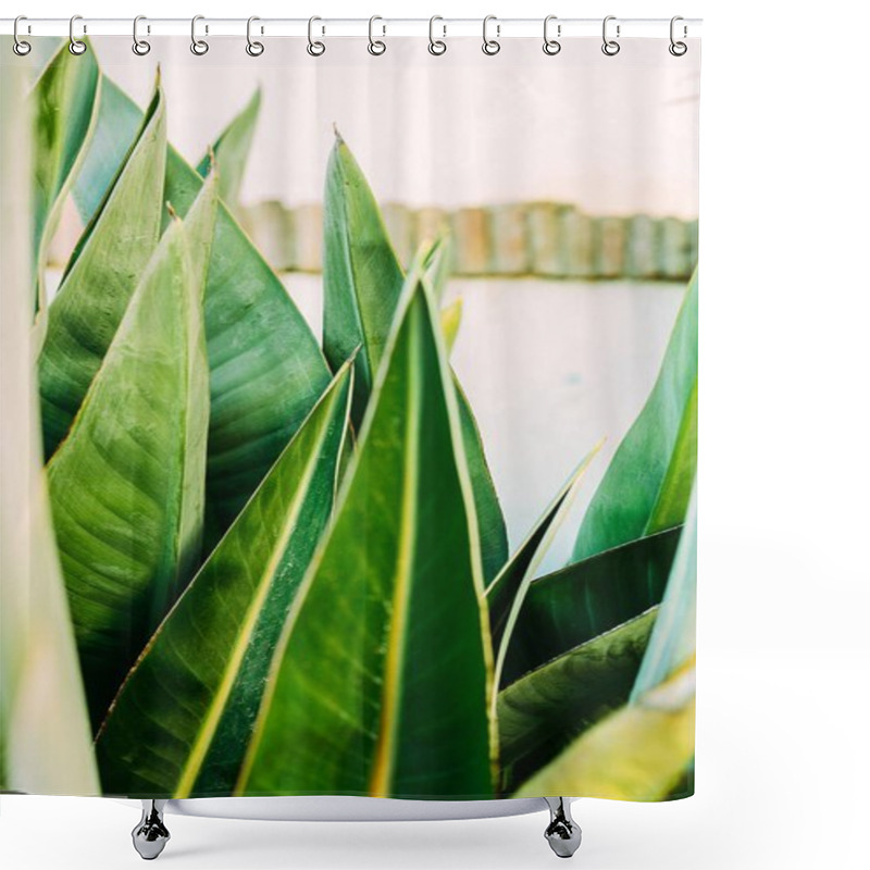 Personality  Close-up Shot Of Beautiful Tropical Leaves Shower Curtains