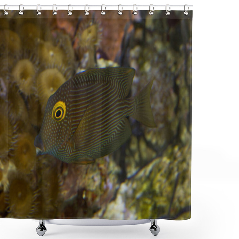 Personality  Kole Tang, Spotted Surgeonfish, Goldring Surgeonfish,Yellow-eyed Tang (Ctenochaetus Strigosus). Shower Curtains