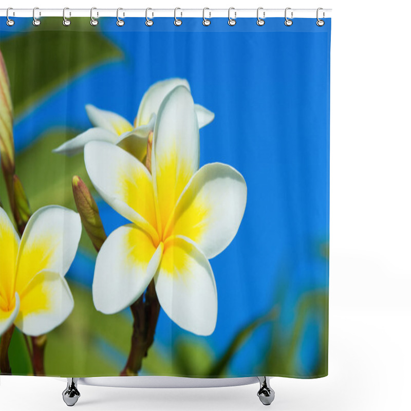 Personality  Frangipani Flowers On  Tree Shower Curtains