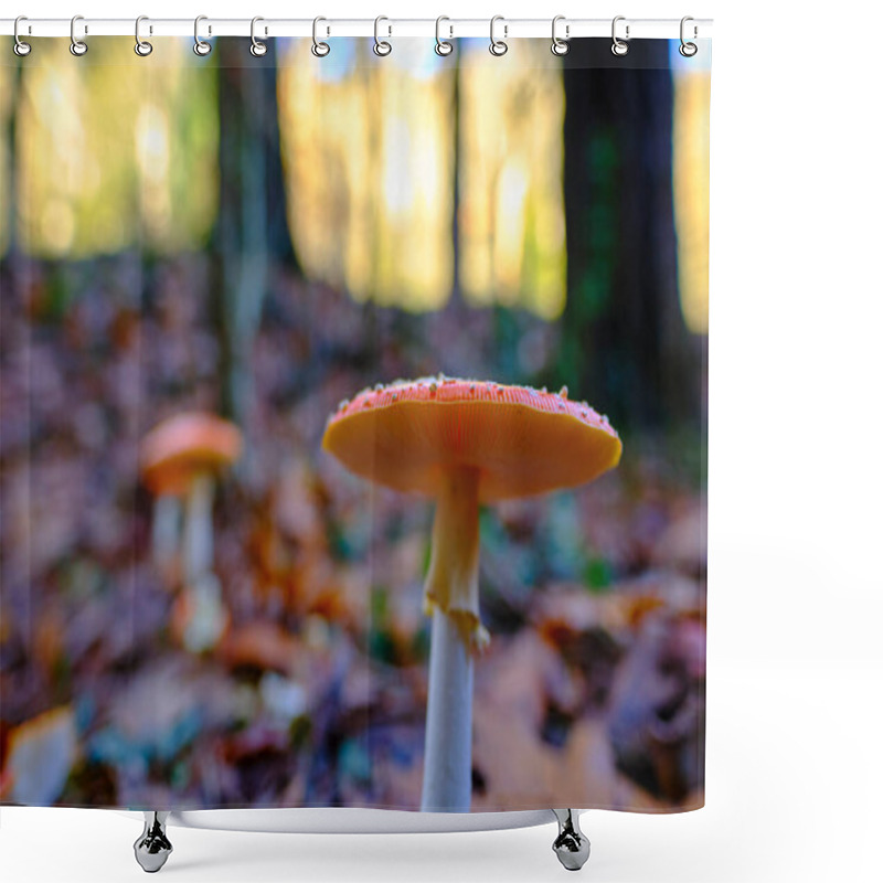 Personality  Close-up Of Two Amanita Muscaria Or Fly Agaric Mushrooms With Orange Caps And White Spots, Growing Among Fallen Leaves In An Oak Forest In Ucieda, Cabuerniga Valley, Cantabria, Spain. Shower Curtains