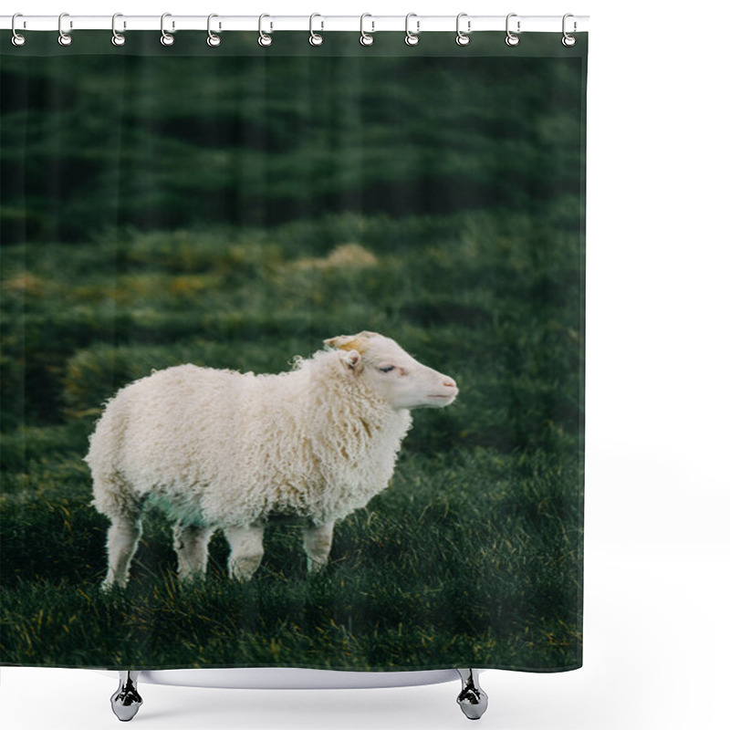 Personality  Icelandic Sheep Lamb Grazing On Green Grassland, South Iceland. Shower Curtains