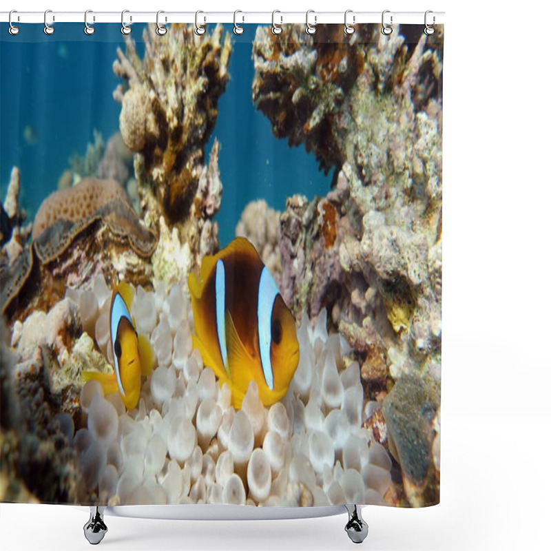 Personality  Clown Fish Amphiprion (Amphiprioninae). Red Sea Clown Fish. Shower Curtains