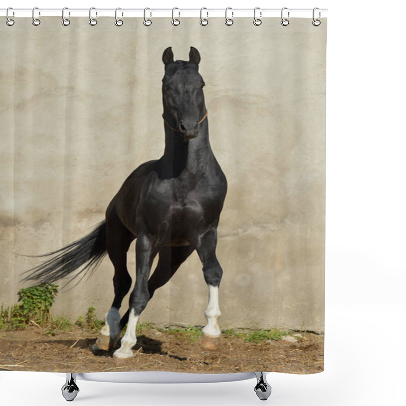 Personality  Magnificent Black Akhal Teke Stallion With Four White Legs Running And Playing In The Paddock With Yellow Wall. Animal In Motion. Shower Curtains