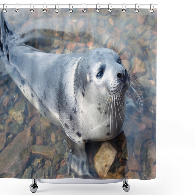 Personality  Harp Seal (Pagophilus Groenlandicus) Shower Curtains