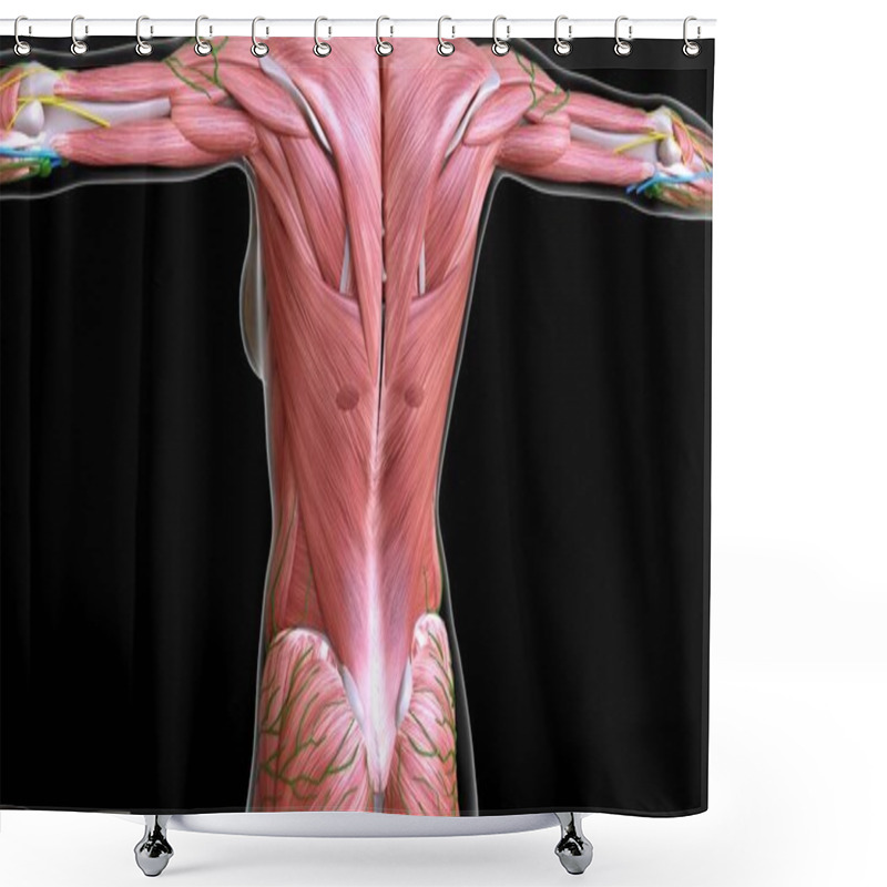 Personality  Female Back Upper Body Muscles Anatomy For Medical Concept 3D Illustration Shower Curtains