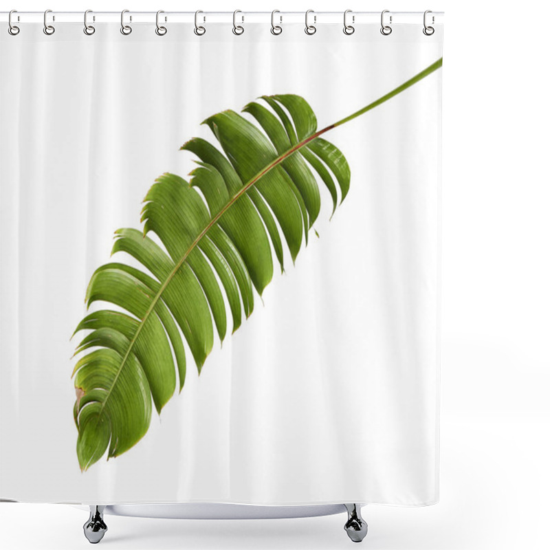 Personality  Heliconia Chartacea Leaves,Tropical Leaf, Bird Of Paradise Foliage Isolated On White Background, With Clipping Path                                  Shower Curtains