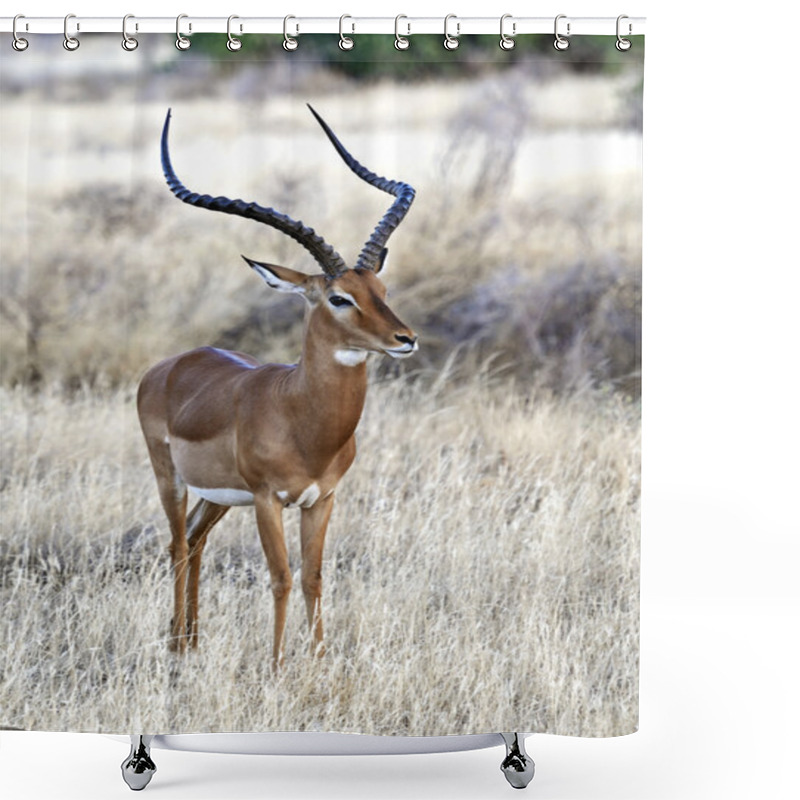 Personality  Impala Gazelle In Africa Shower Curtains