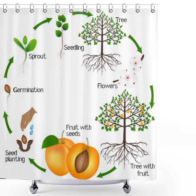 Personality  Cycle Of Growth Of Apricot Tree On A White Background. Shower Curtains