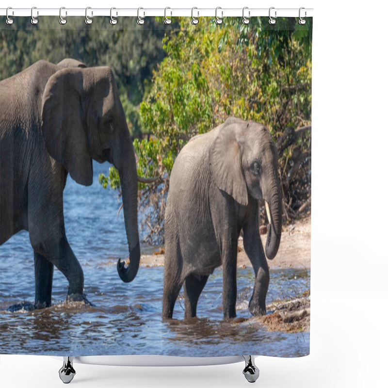 Personality  African Elephants (Loxodonta Africana) In The Chobe River In Chobe National Park In Northern Botswana, Africa. Shower Curtains