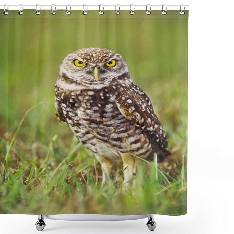 Personality  Burrowing Owl Shower Curtains