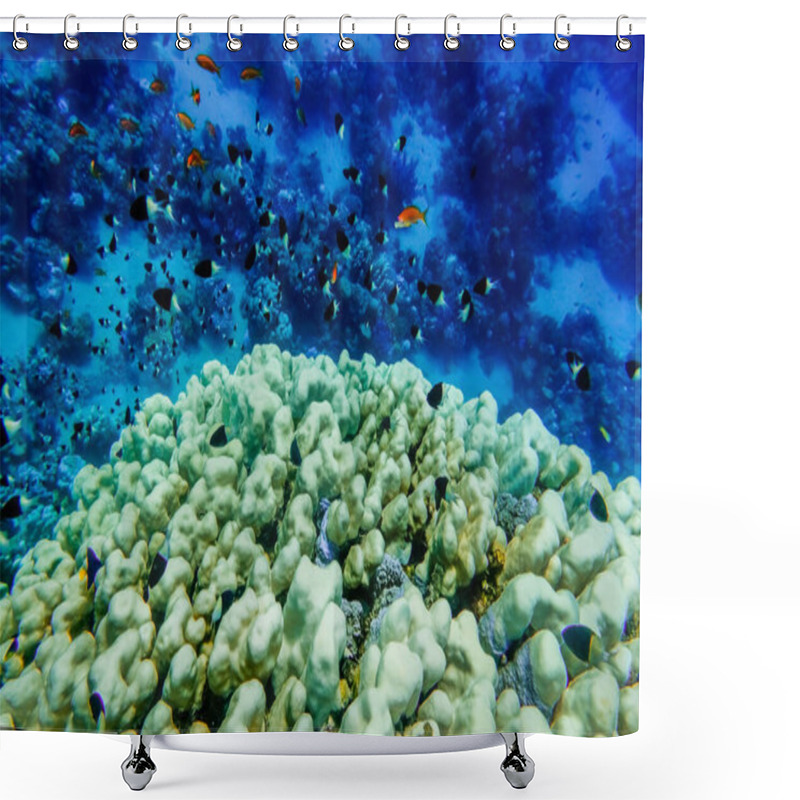 Personality  Lot Of Different Little Fishes Over Corals And Blue Water On Vacation In Egypt Shower Curtains