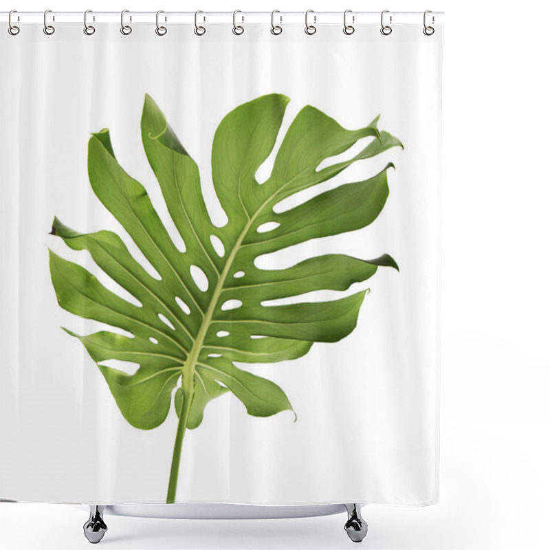 Personality  Monstera Deliciosa Leaf Or Swiss Cheese Plant, Isolated On White Background, With Clipping Path Shower Curtains