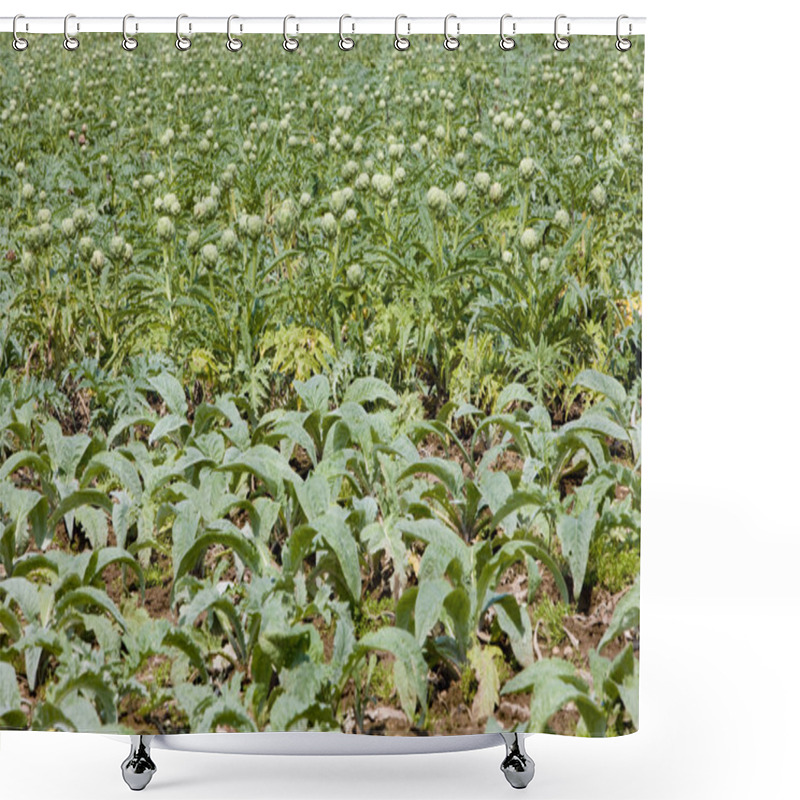 Personality  Field Of Artichokes Shower Curtains