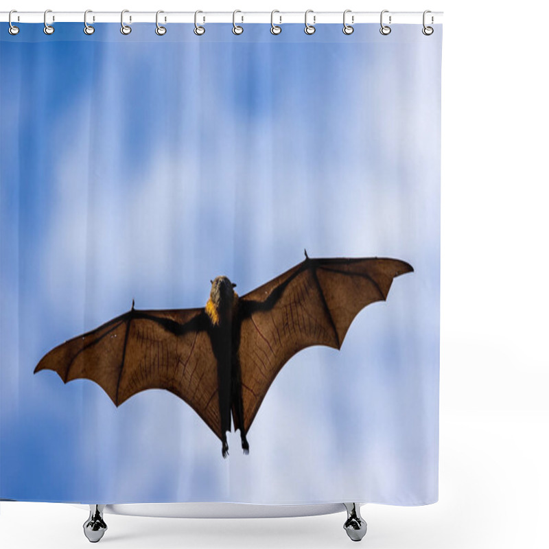 Personality  Grey-headed Flying Fox In Flight Showing Wing Skeleton Shower Curtains