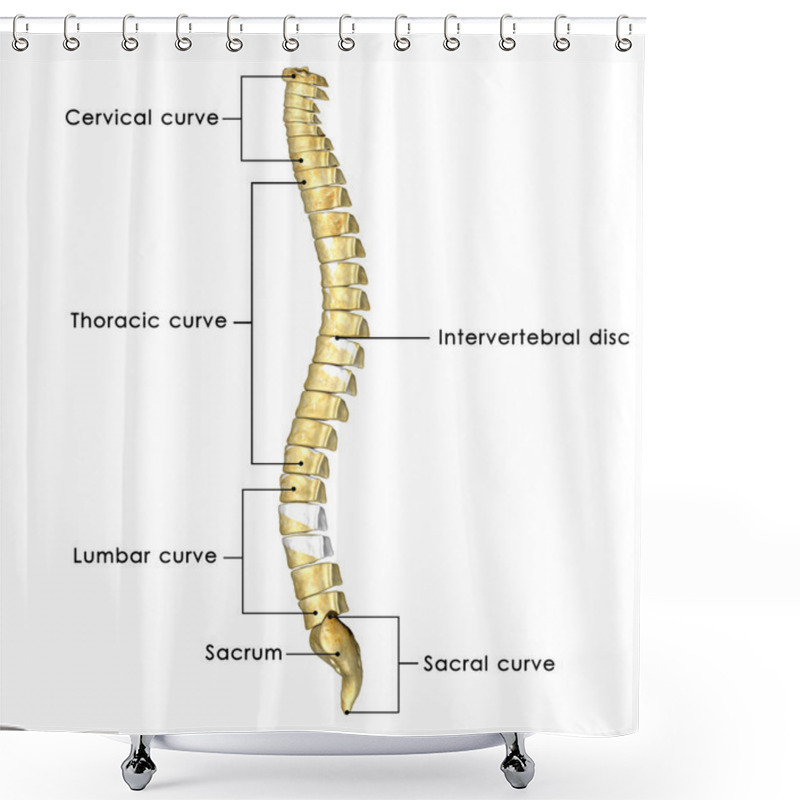 Personality  Spinal Cord Shower Curtains