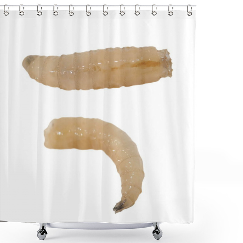 Personality  Macro Fly Larva Isolated On White Background Shower Curtains