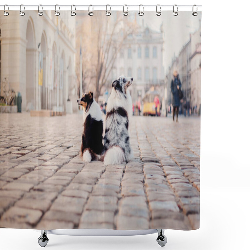 Personality  Little Dog In The City. Travel With Your Pet. Shetland Sheepdog. Dog On The Background Of Architecture. Old City Shower Curtains