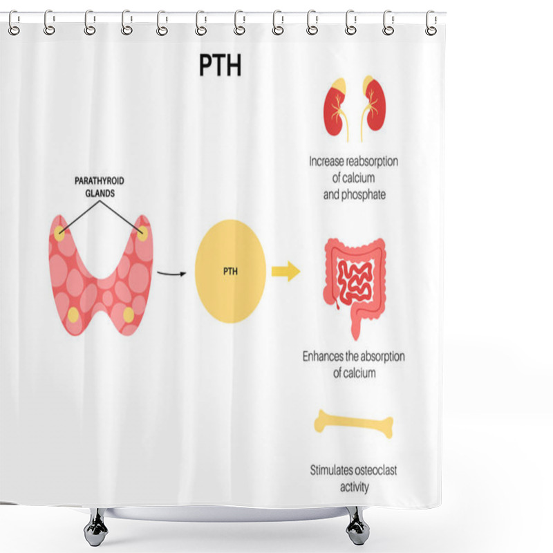 Personality  Parathyroid Gland Anatomy Shower Curtains