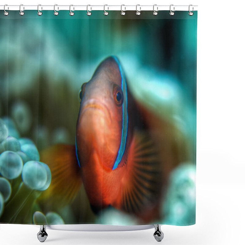 Personality  Close Up Clownfish Shower Curtains