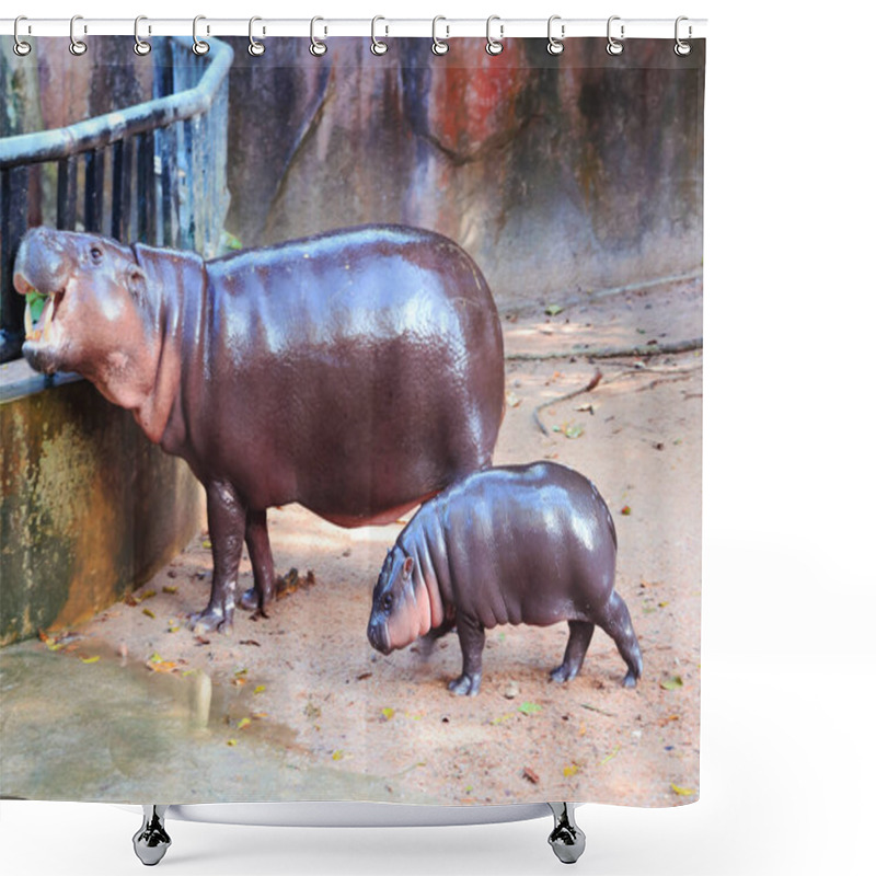 Personality  Adorable 3 Months Old Baby Pygmy Hippo Being With Her Mother All The Time Shower Curtains