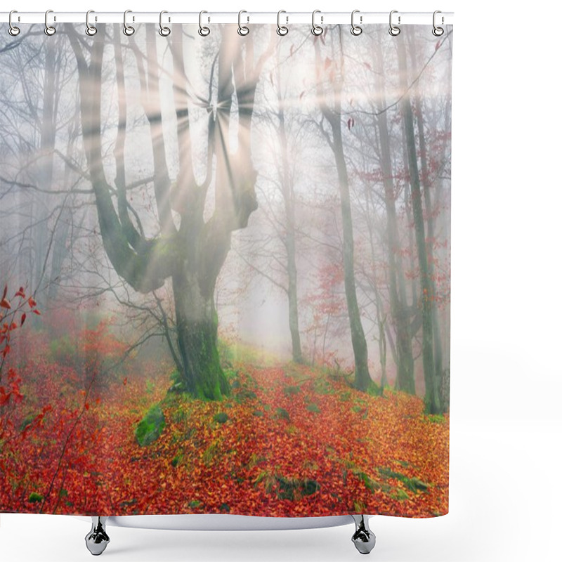 Personality  Beech Forest In Autumn Shower Curtains