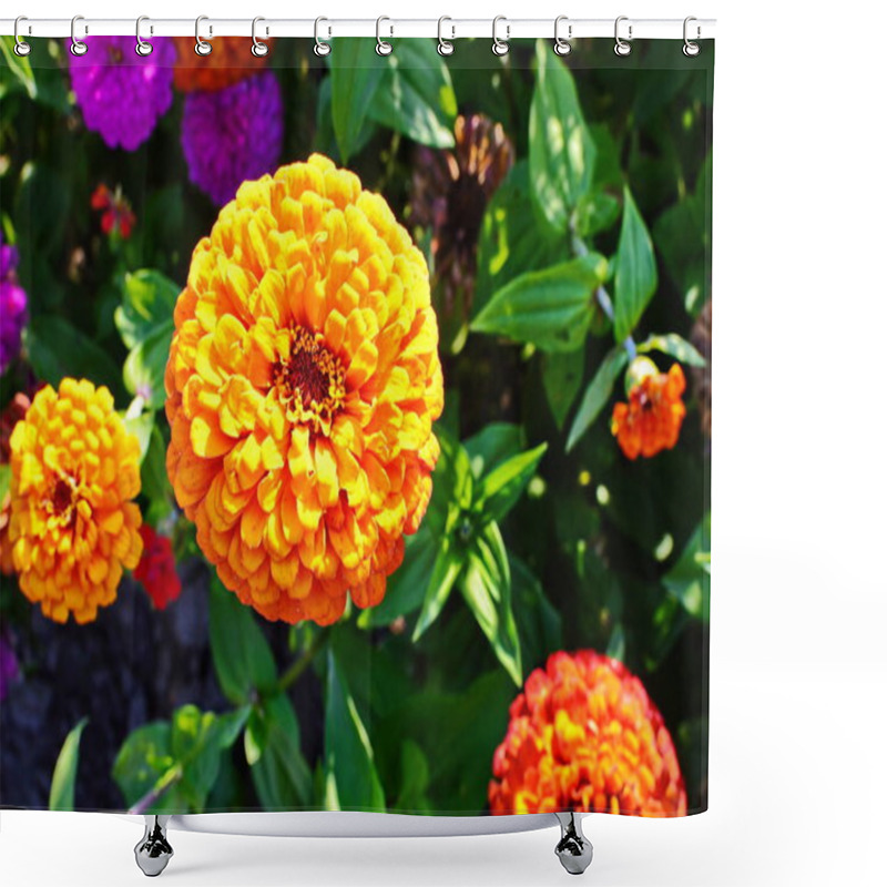 Personality  Zinnia Flowers Growing In A Flower Garden. A Variety Of Zinnia Flowers. Shower Curtains