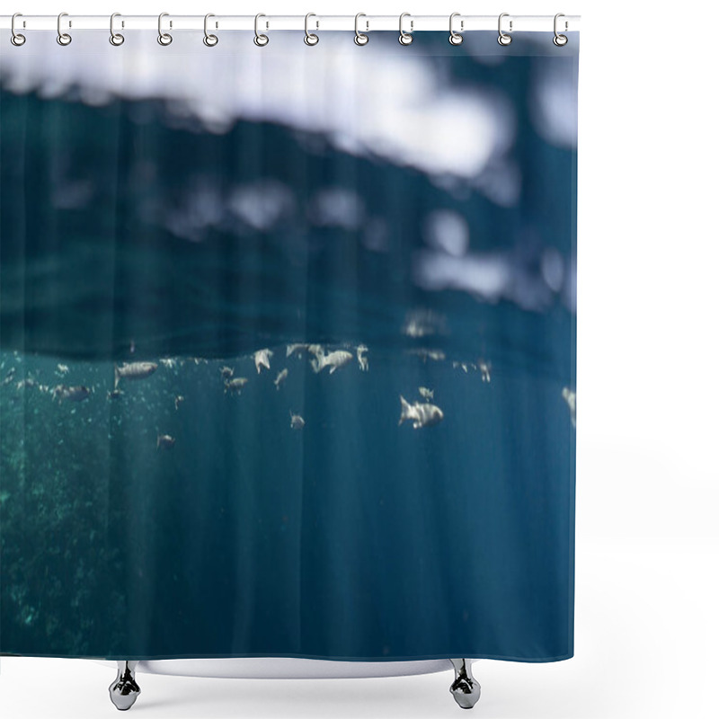 Personality  Mugil Cephalus Fish Under The Surface Of The Egypt Ocean Shower Curtains