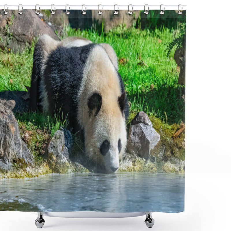 Personality  Giant Panda Drinking Water, Standing On The Grass Shower Curtains