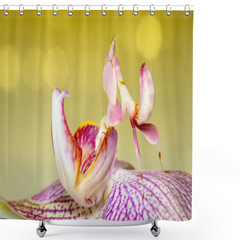 Personality  Orchid Mantis On A Pink Orchid Shower Curtains