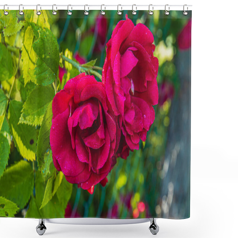 Personality  Two Deep Red Roses Flourish Amidst Green Leaves, Showcasing Their Beauty In A Vibrant Garden Filled With Various Blooms Like Zinnias And Marigolds. The Sunlight Enhances Their Rich Color. Shower Curtains